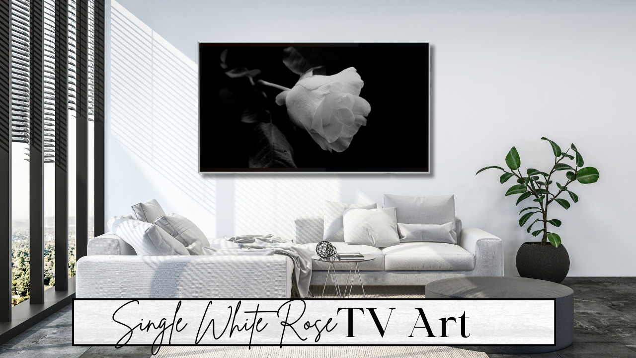 Single White Rose digital TV wall Art