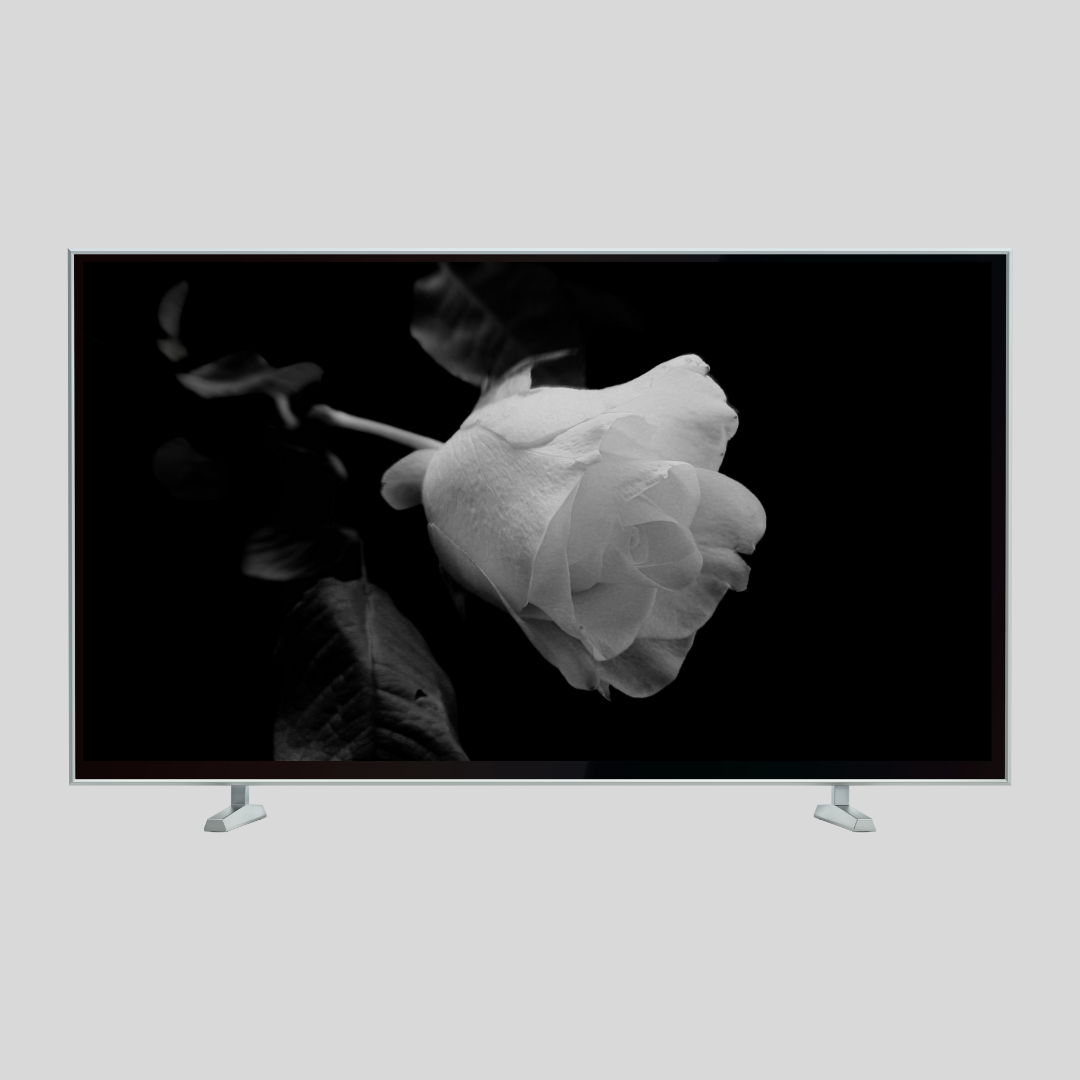 Single White Rose digital TV wall Art