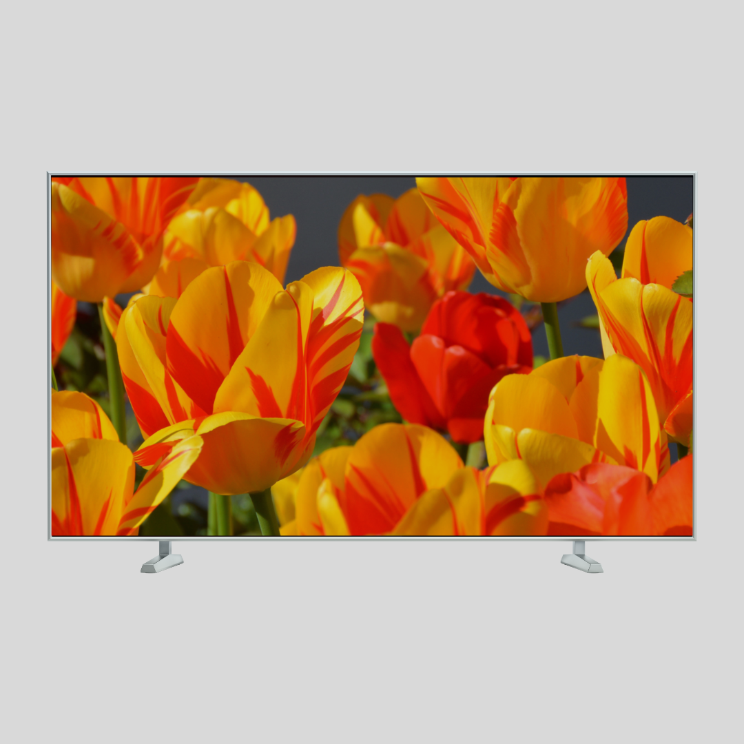 Vibrant tulip digital TV Wall Art