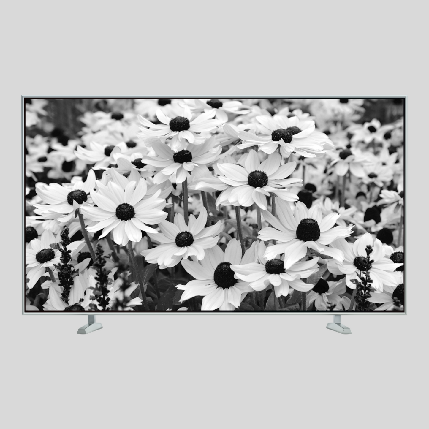 Black eyed Susan digital TV Art wall art